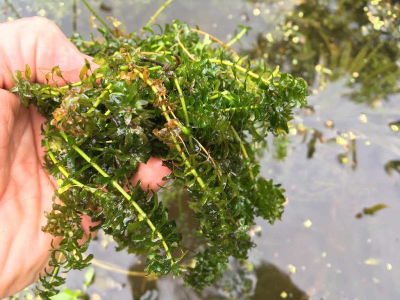 elodea water thyme pond weed