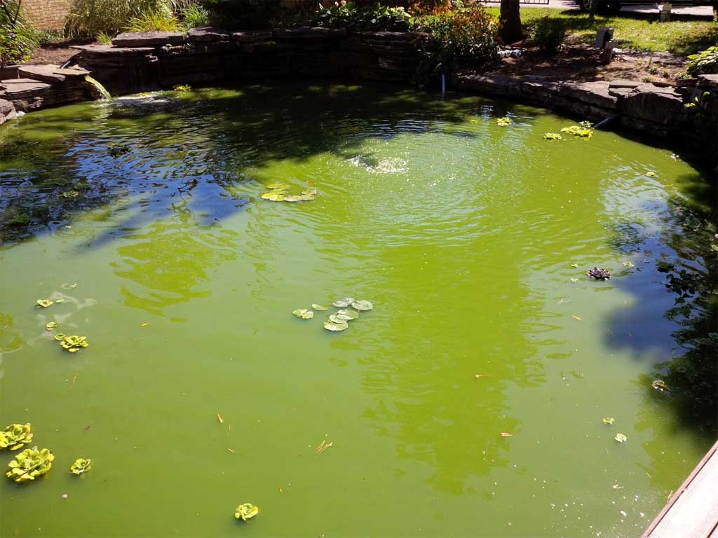 green pond planktonic algae