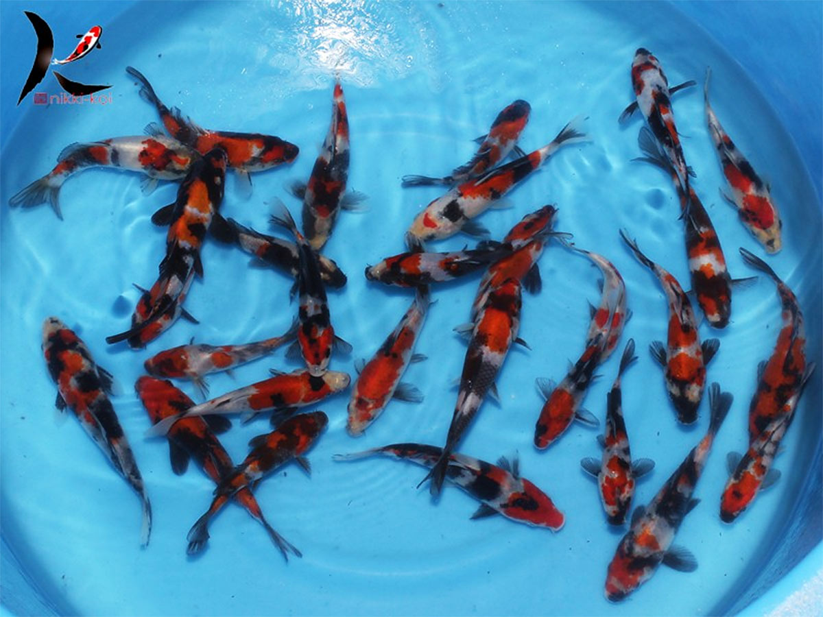 Marudo Showa Japanese Koi