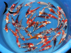 Japanese koi mix Sakazume