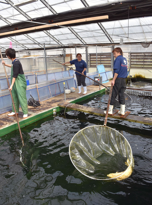 Marudo koi farm