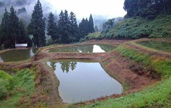 Oyaji Koi Farm