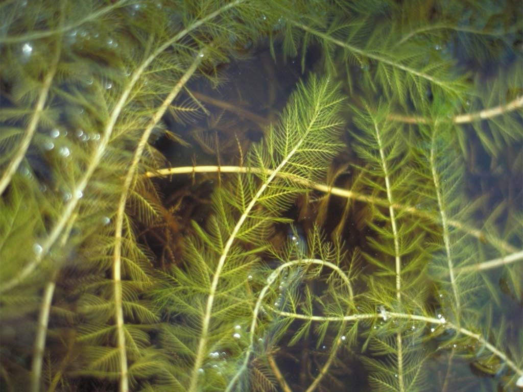 Waterfall In The Thick Green Forest River Pond Weed Hd