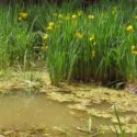 pond weed identification guide