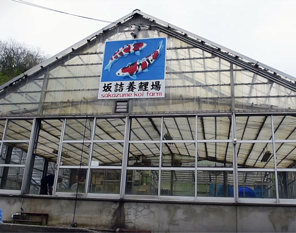 Sakazume koi farm