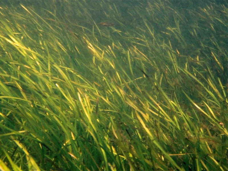 Pond Weed & Plant Identification Guide Hydrosphere Water Gardens