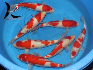 Nisai kohaku Japanese Koi From Marukyu koi farm