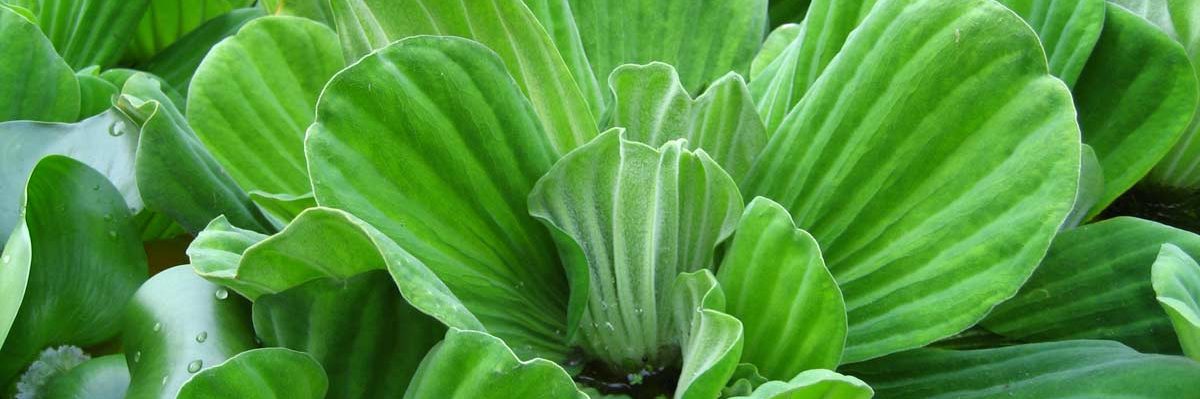 water lettuce clear water pond plant