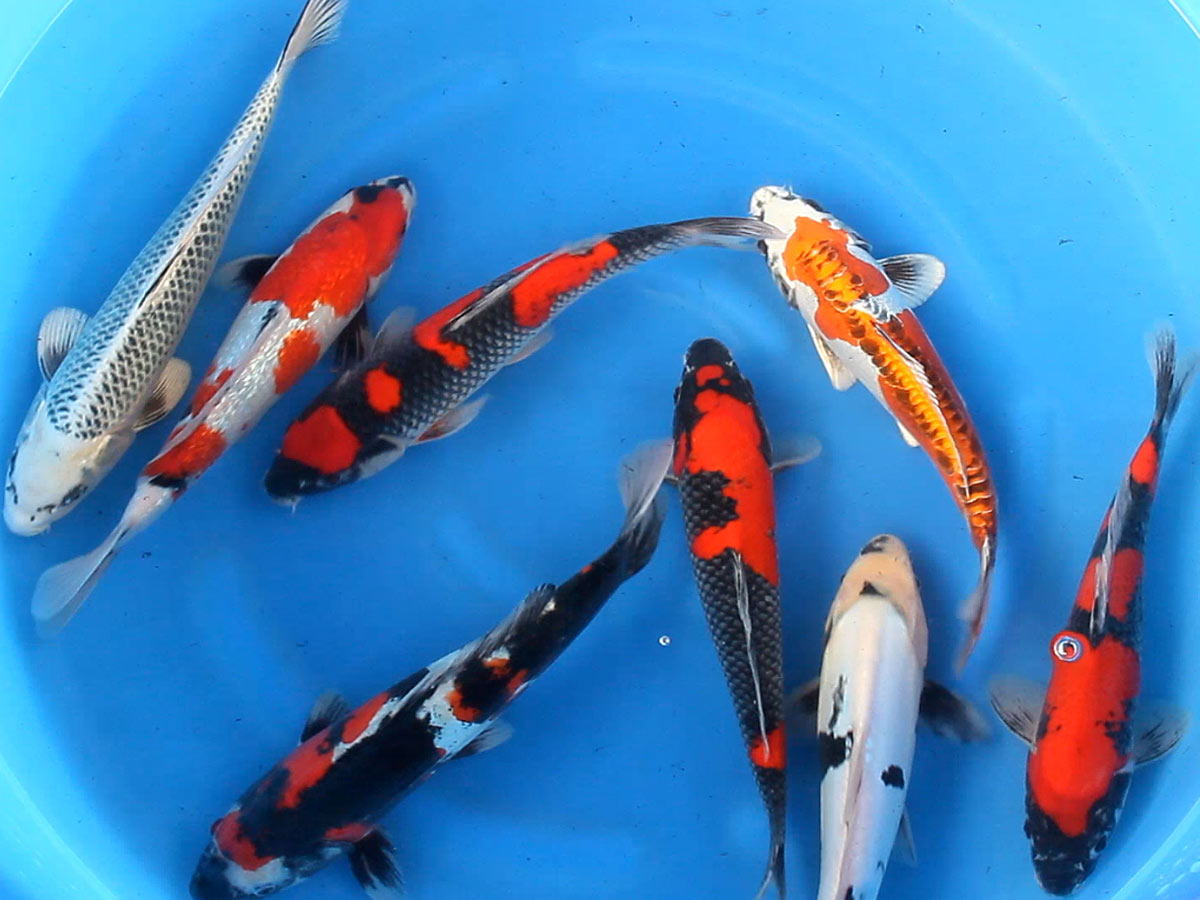 Japanese Nisai Koi Mix from Kase