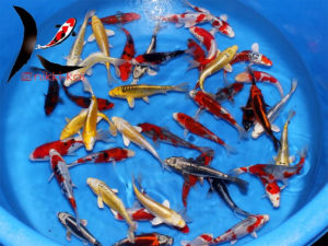 15-19 cm Japanese koi mix from Aoki koi farm