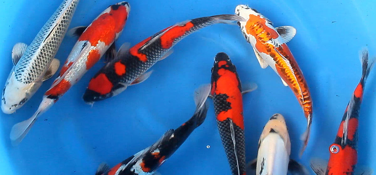 Koi (Nishikigoi) Fish Species Profile