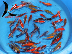 10-12 cm Japanese Koi Mix Otsuka Ko Farm