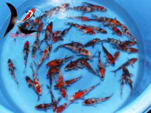 13-15 cm Showa Japanese Koi Marudo Koi Farm