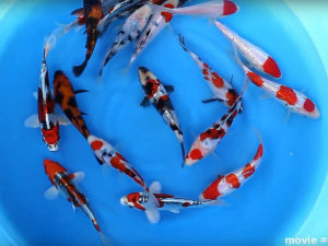 14-16 cm Japanese Koi Mix Miyatora