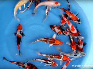 17-20 cm Japanese Koi Mix Miyatora Koi Farm