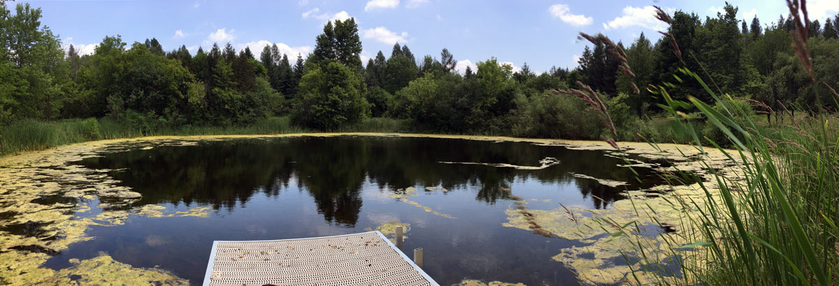 Large Pond Algae Removal