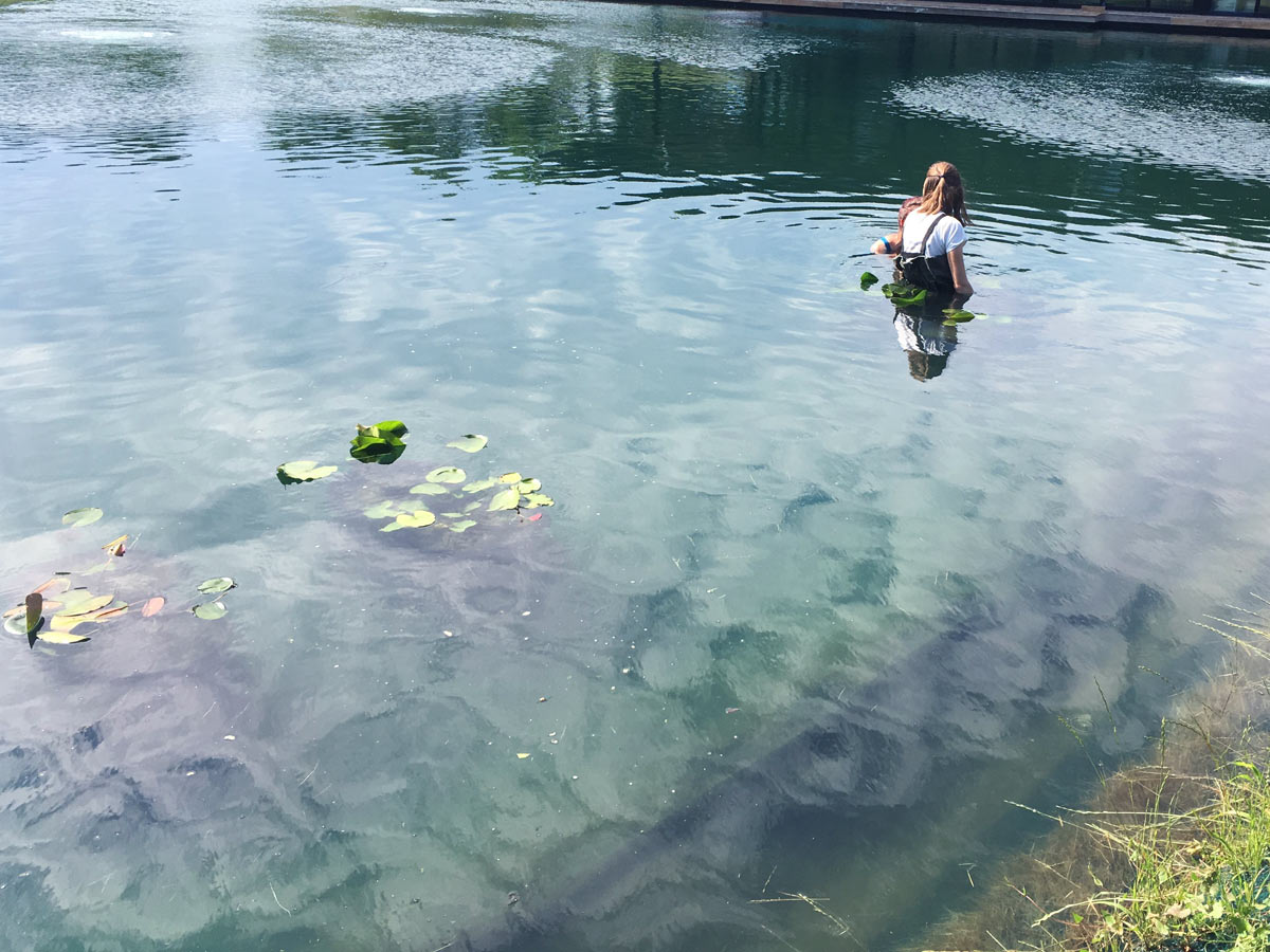 Aquatic Planting in Pond