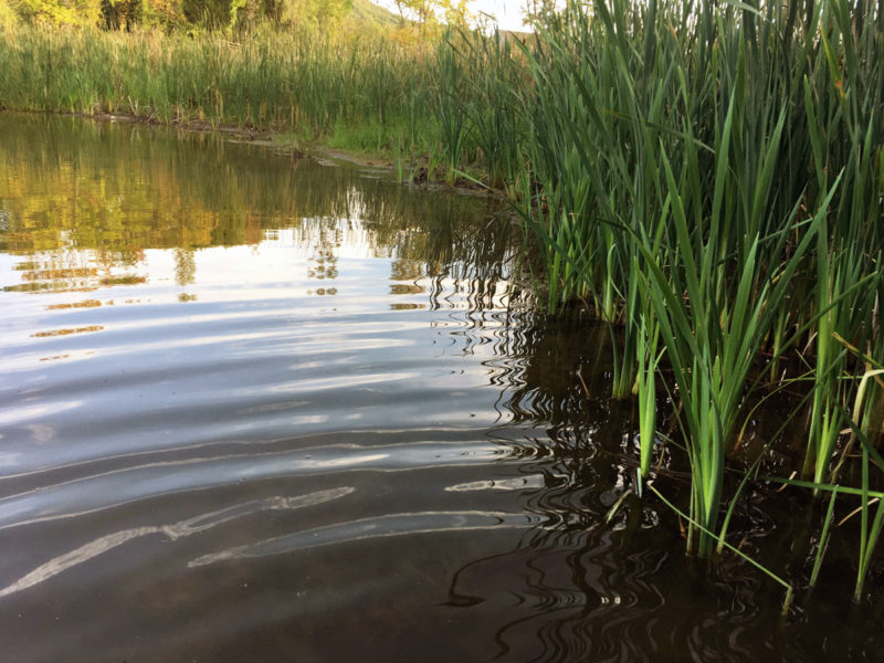 pond identification weed plant guide water cattails cattail