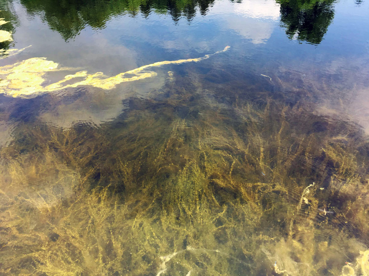 Chara Algae in Pond