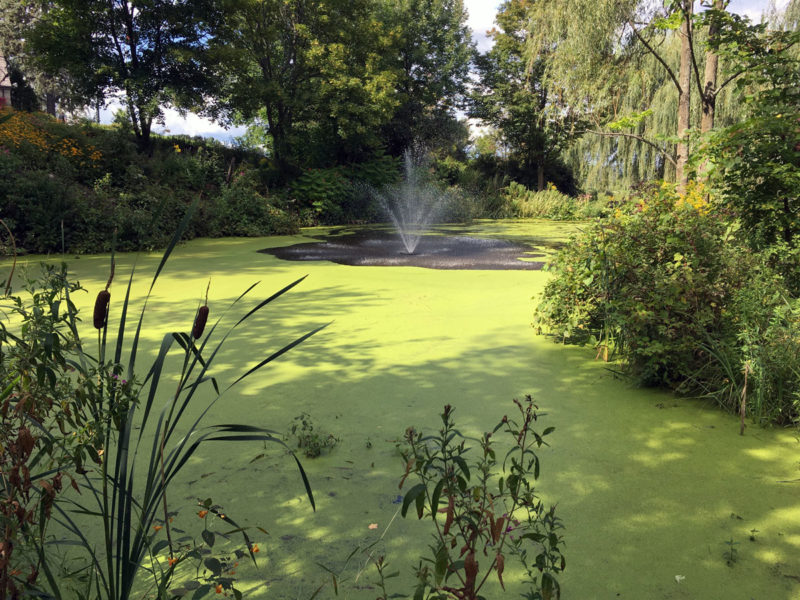 Duckweed Covering Large Pond