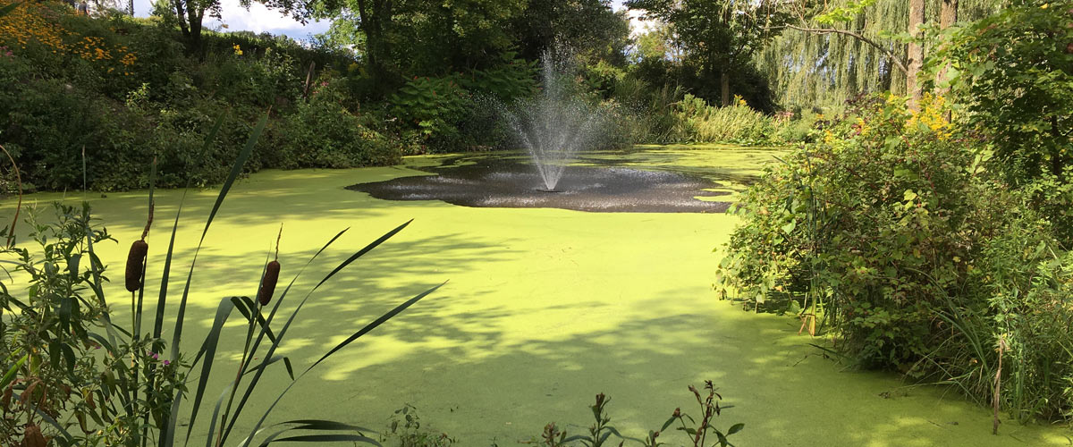 Large Pond Duckweed Removal