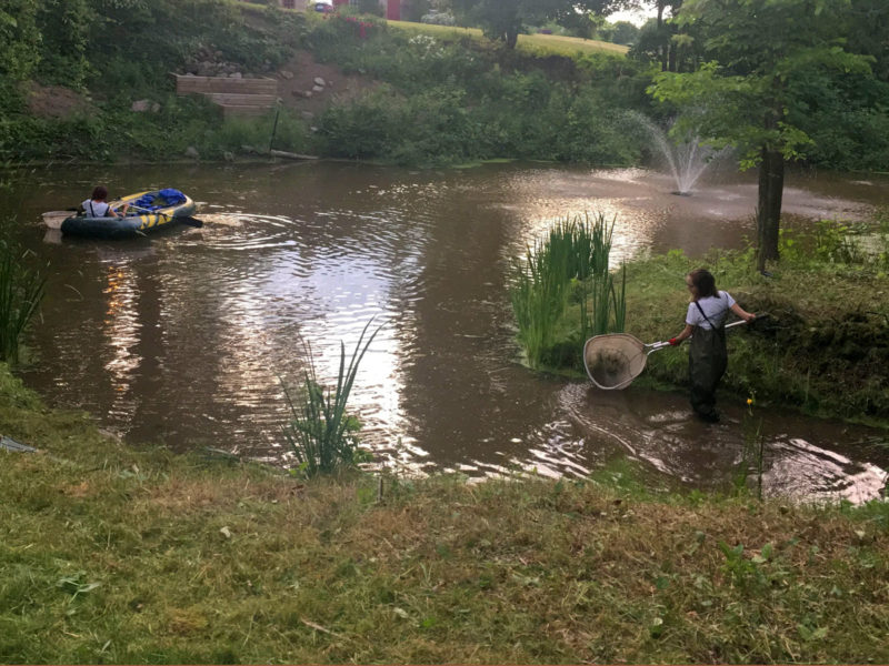 Large Pond Duckweed Removal Caledon Hydrosphere Water Gardens