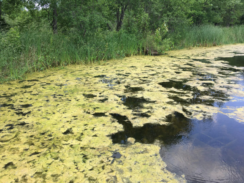 Filamentous Algae in Large Pond