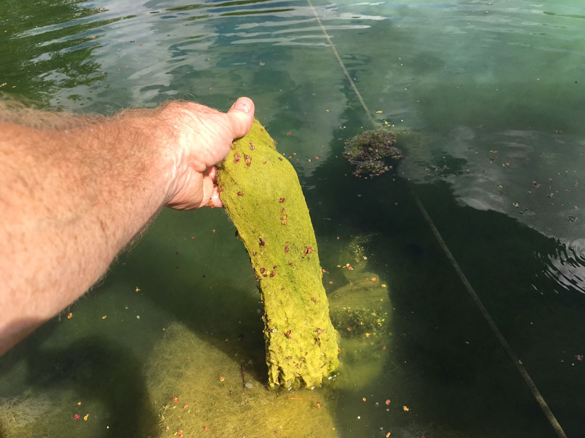 Filamentous Algae Removal From Pond