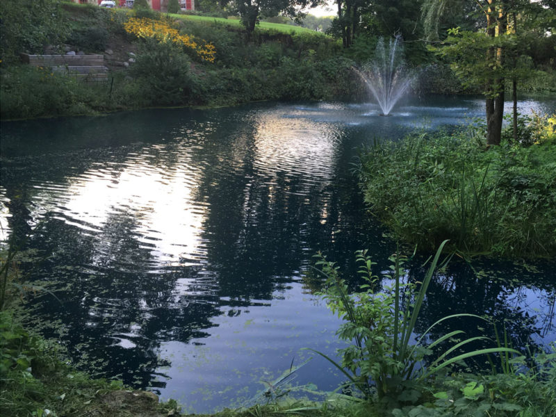 Large Pond Duckweed Removal Caledon Hydrosphere Water Gardens
