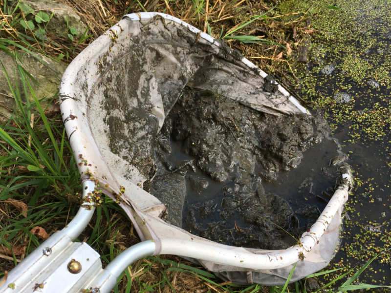 Large Pond Duckweed Removal Caledon Hydrosphere Water Gardens