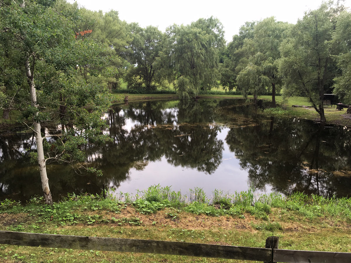 Trees Surrounding Pond