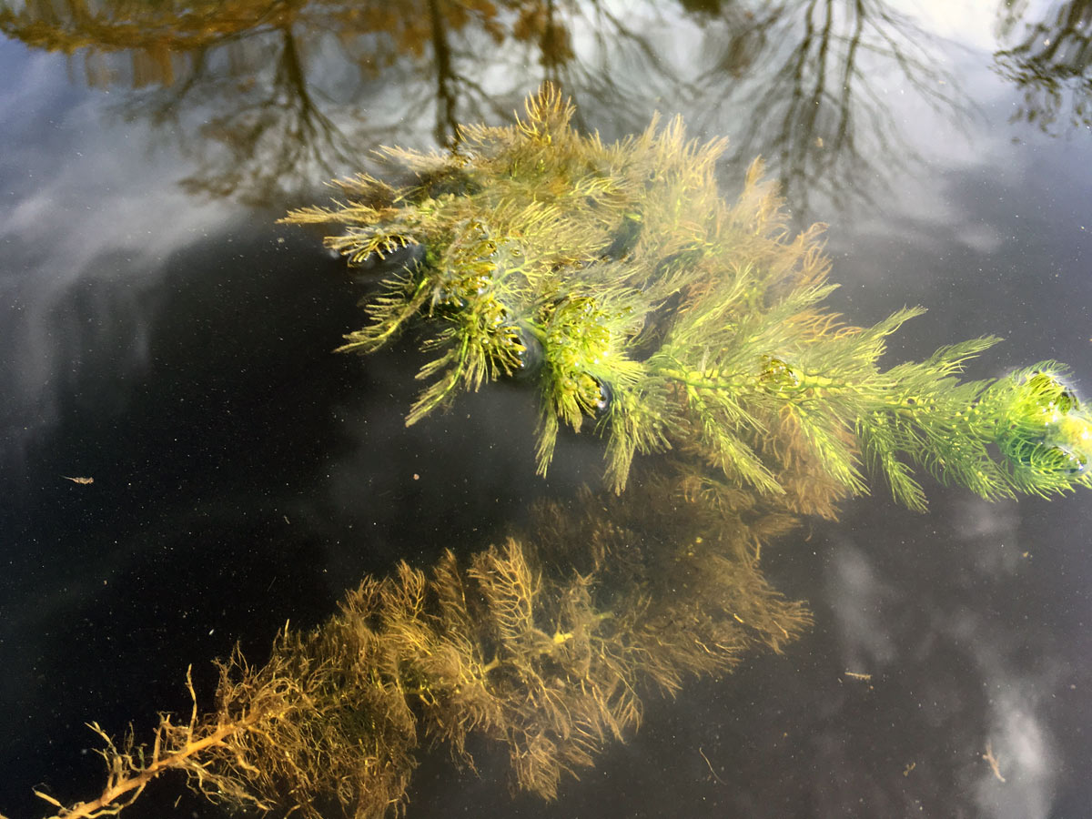 Milfoil Pond Weed