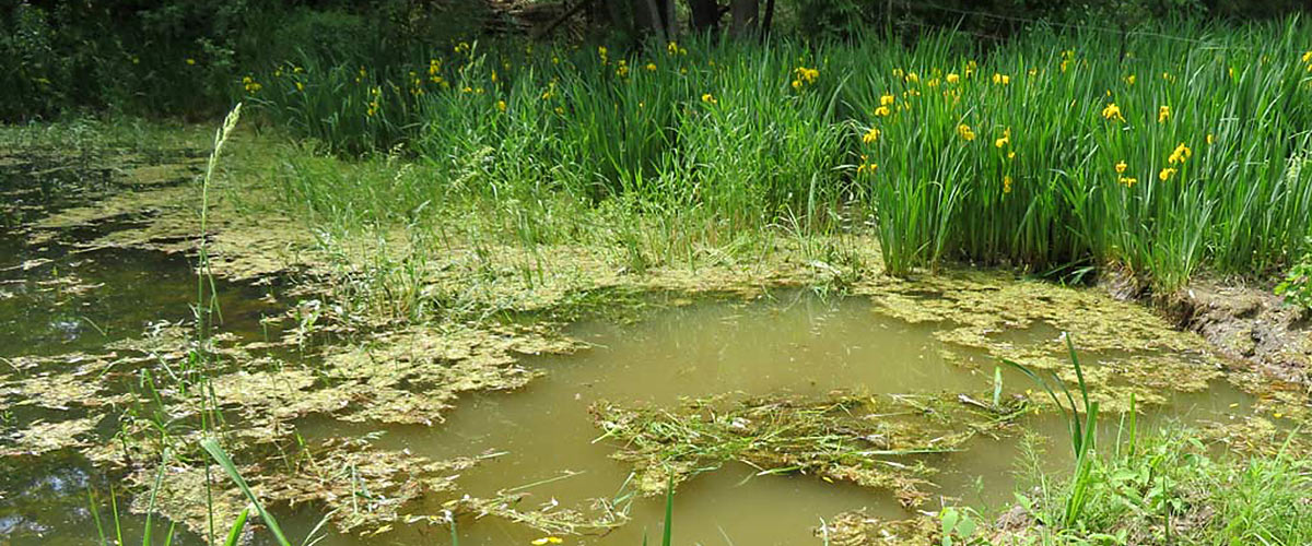 Pond Weed Identification Guide