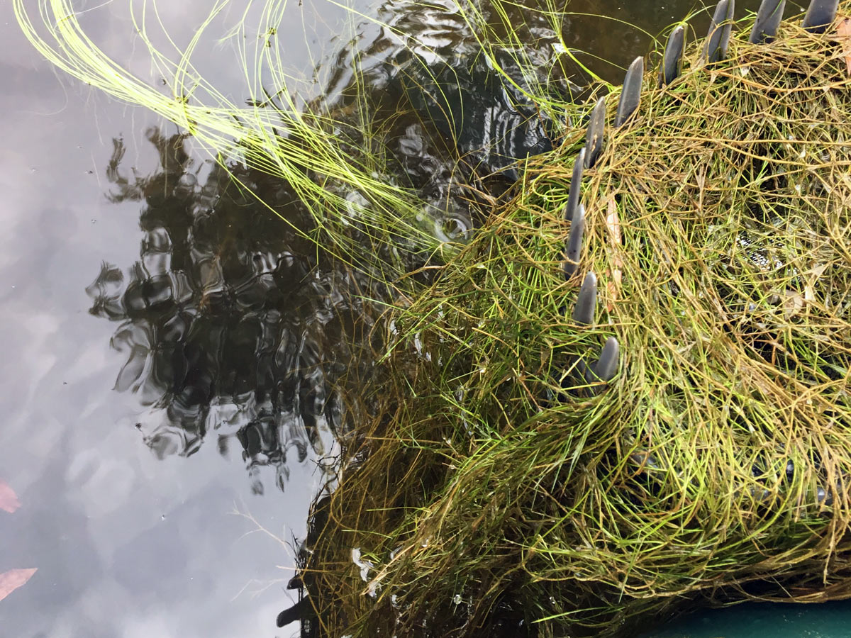 sago pond weed