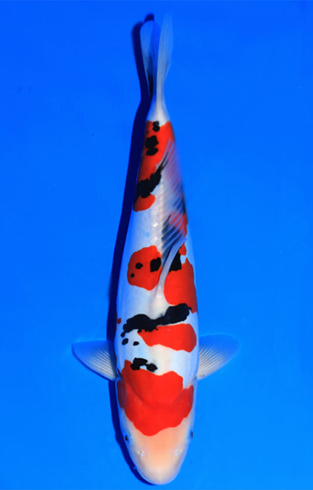 Taisho Sanke Koi - Hydrosphere Water Gardens