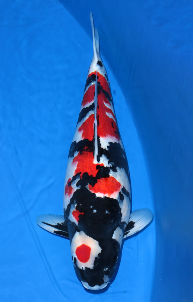 koi