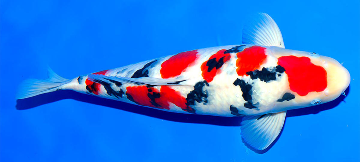 Taisho Sanke Koi - Hydrosphere Water Gardens