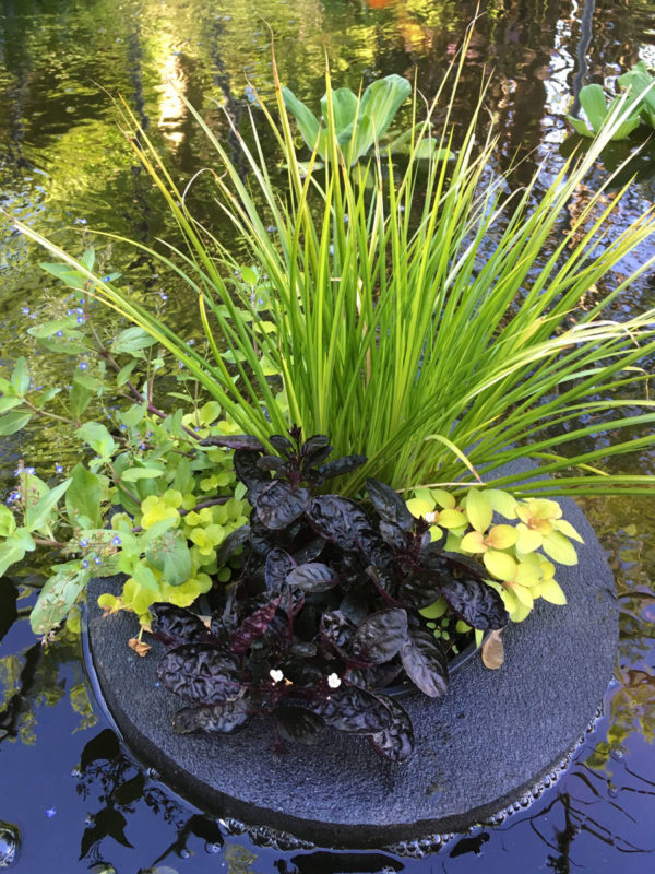 Custom Pond Planter Baskets Hydrosphere Water Gardens