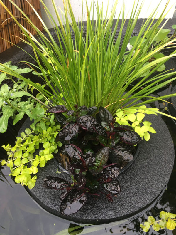 Custom Pond Planter Baskets Hydrosphere Water Gardens