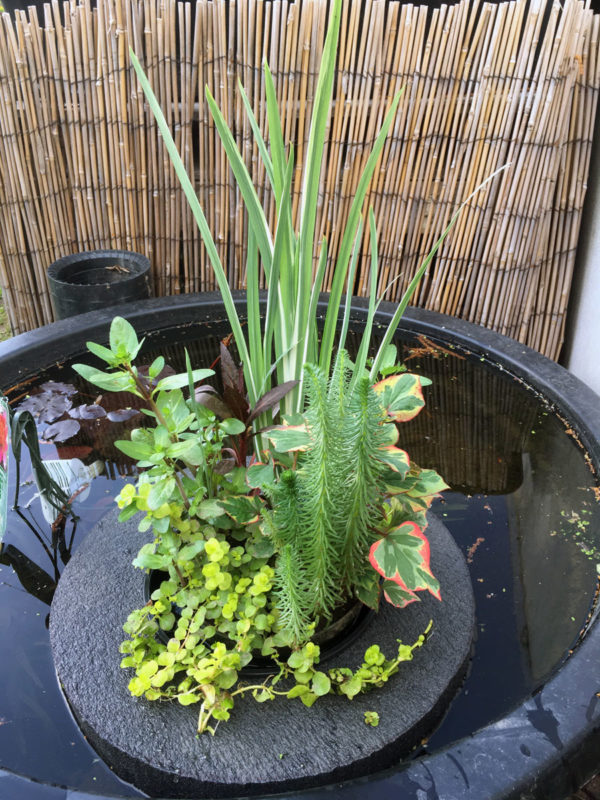 Custom Pond Planter Baskets Hydrosphere Water Gardens