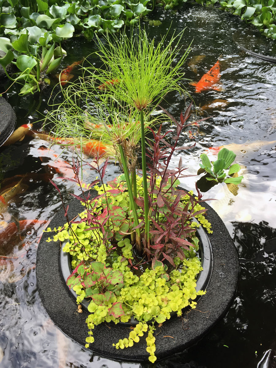 Custom Pond Planter Baskets - Hydrosphere Water Gardens