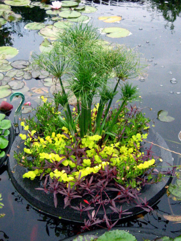 Custom Pond Planter Baskets Hydrosphere Water Gardens