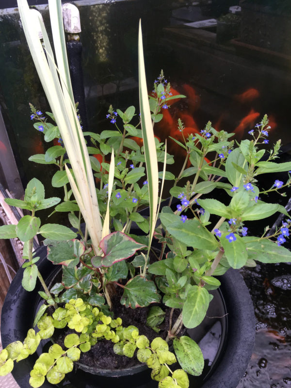 Custom Pond Planter Baskets Hydrosphere Water Gardens