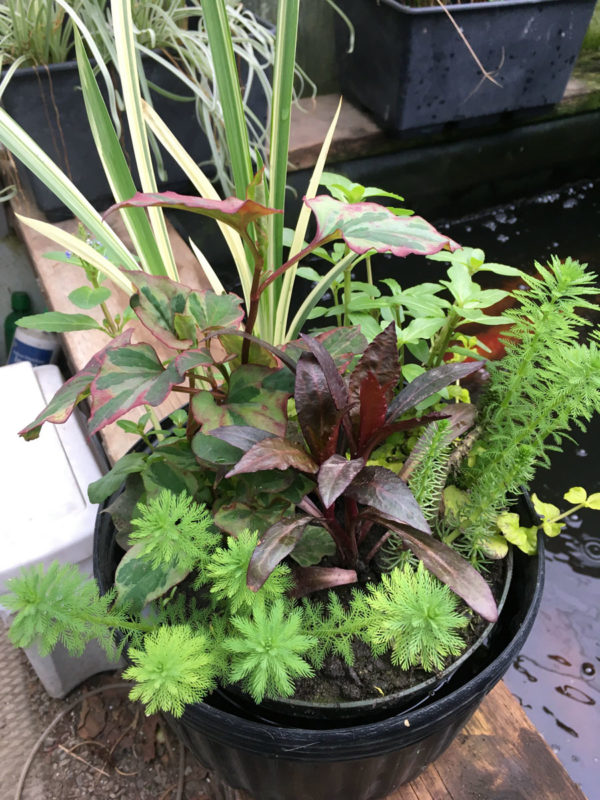 Custom Pond Planter Baskets Hydrosphere Water Gardens