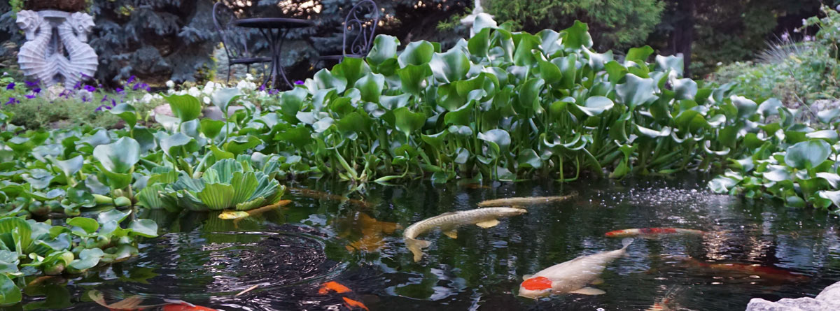 Pond Plant Depth Zones Floating