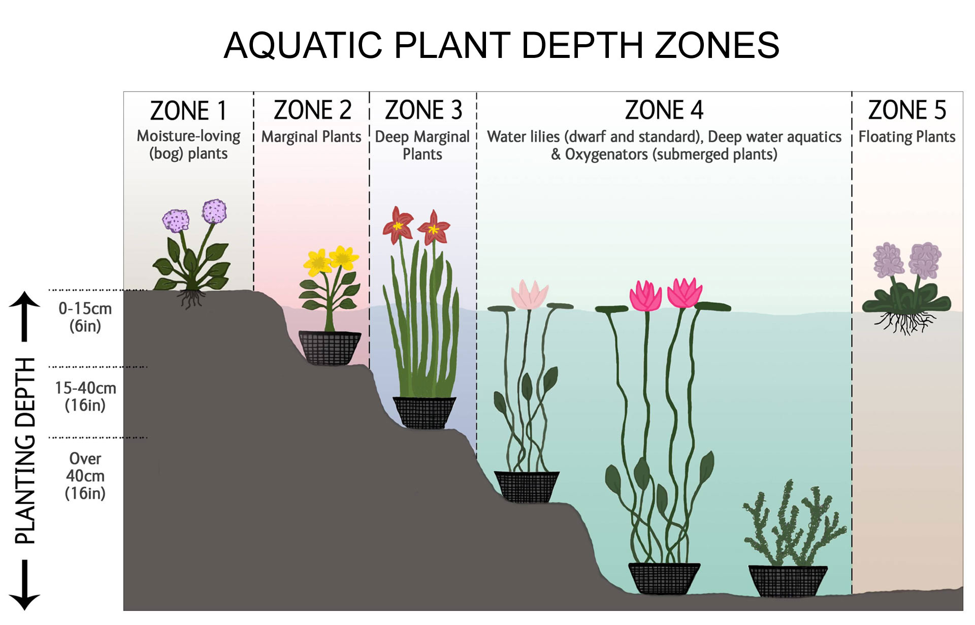 What is the best depth for pond plants?