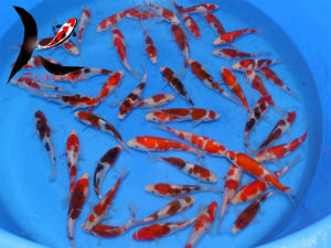 13-17cm Budo Goromo and Ai-goromo Japanese koi From Sakazume Koi Farm