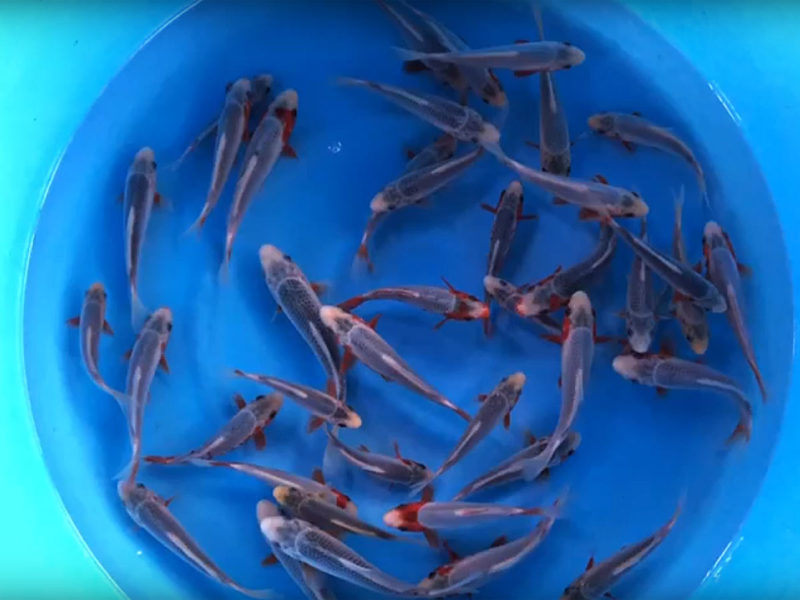 koi fry for sale 2019