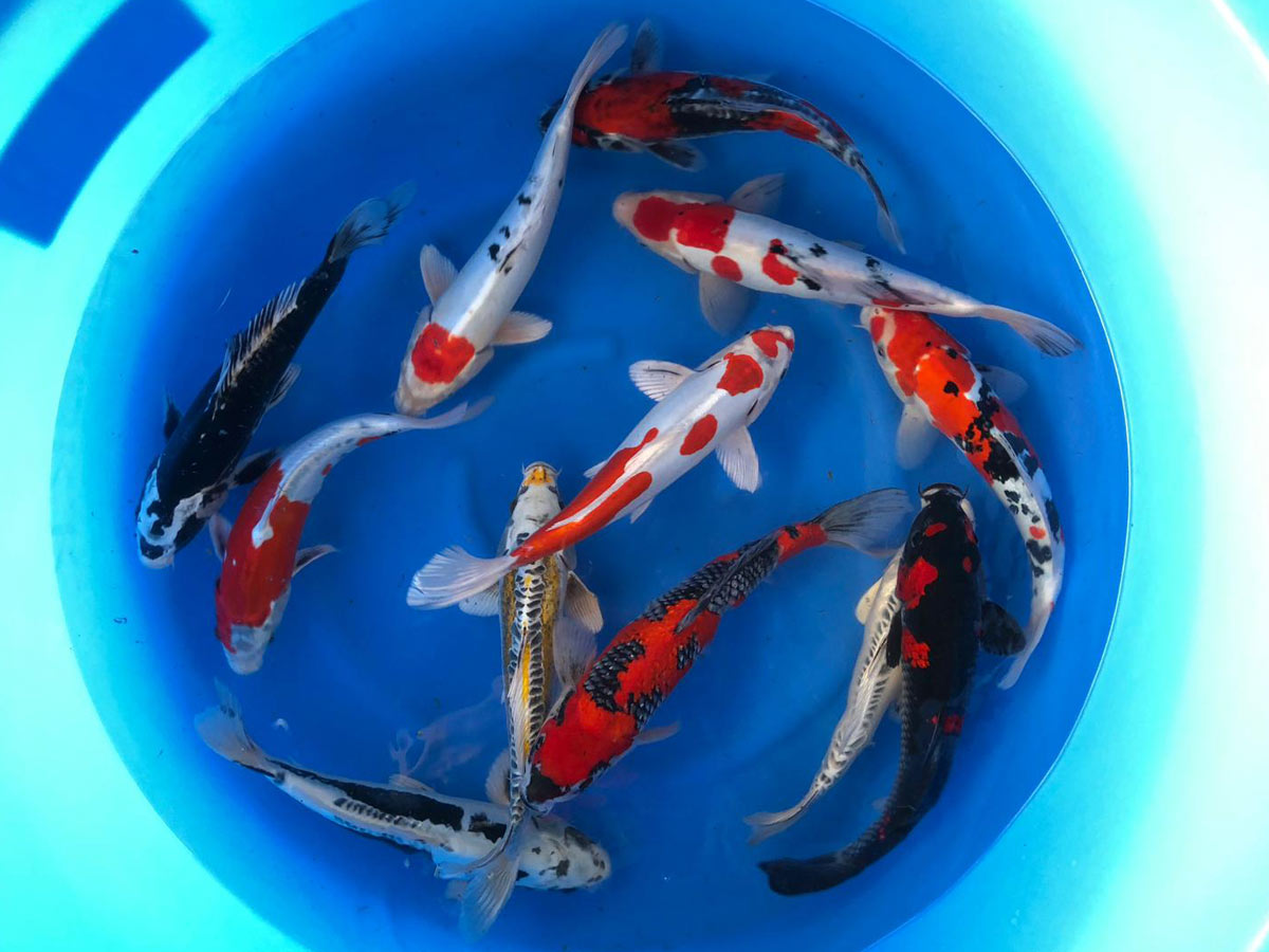 30-35 cm Nisai Japanese Koi Mix(2) From Aoki Koi Farm - Hydrosphere