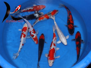 30-35 cm Nisai Japanese Koi Mix From Aoki Koi Farm